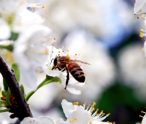 Pszczoła, Wiśni, Kwiaty