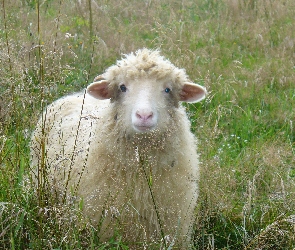 Trawa, Łąka, Owca