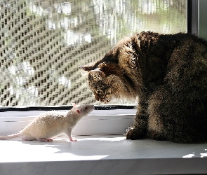 Kot, Parapet, Szczur, Biały
