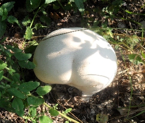 Olbrzymia, Purchawka, Biały, Grzyb