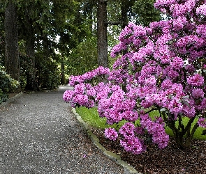 Park, Rododendron, Krzew, Aleja