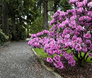 Rododendron, Krzew, Park, Aleja