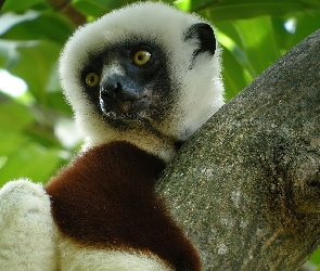 Lemur, Sifaka
