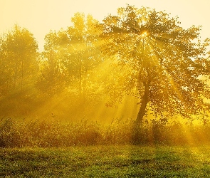 Słońca, Drzewa, Promienie
