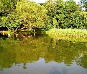 Las, Drzewa, Jezioro, Trzciny