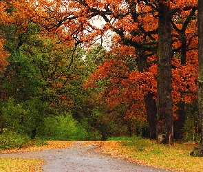 Jesień, Alejki, Drzewa, Park