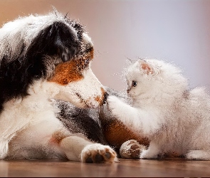 Pies, Owczarek australijski-australian shepherd, Kot