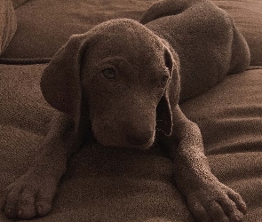 Czekoladowy, Szczeniak, Pies, Labrador retriever
