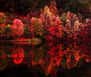 Jezioro, Odbicie, Las