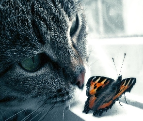Kot, Okno, Motyl