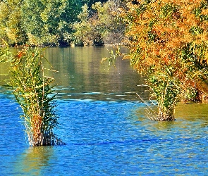 Jesień, Szuwary, Jezioro