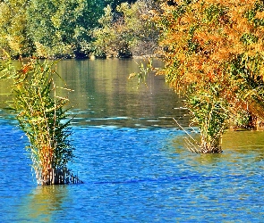 Jezioro, Szuwary, Jesień