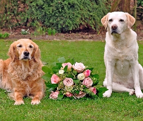 Dwa, Psy, Róż, Labrador retriever, Bukiet, Golden retriever