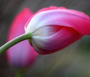 Kwiat, Tulipan