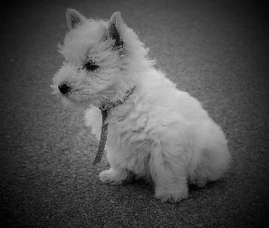 West Highland White Terrier, Pies