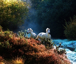 Galop, Krzewy, Konie