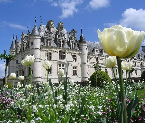 Pałac, Ogród, Białe, Tulipany