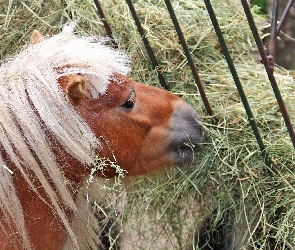 Konik, Grzywa, Sianko, Biała, Polski