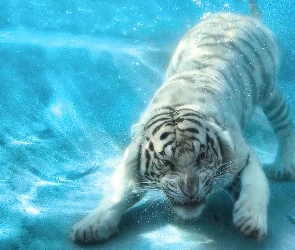 Tygrys, Woda, Biały