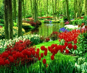 Tulipany, Woda, Las