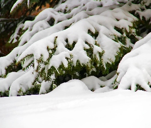 Śnieg, Zima, Jodła