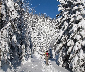 Ścieżka, Turysta, Las