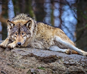 Skała, Odpoczynek, Wilk