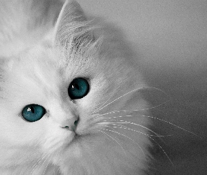 Oczy, Błękitne, Biały, Kot