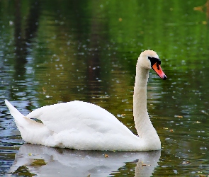 Łabędź