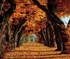 Jesień, Drzewa, Aleja