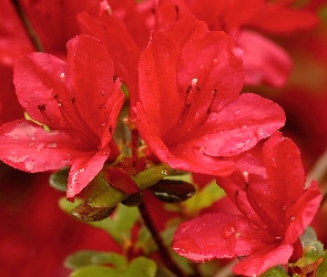 Różanecznik, Azalia