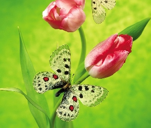 Motylki, Tulipany, Dwa, Czerwone