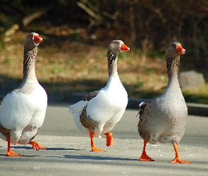 Pomarańczowe, Łapki, Gęsi