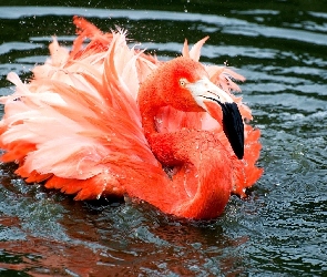 Różowy, Flaming, Woda