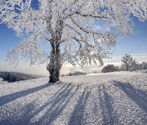 Piękny, Dzień, Zimowy, Słoneczny