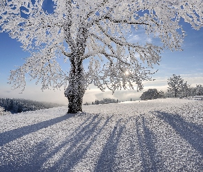 Dzień, Zimowy, Piękny, Słoneczny
