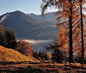 Jesień, Mgła, Góry, Lasy