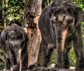 Słonie, Drzewa, Dwa