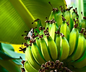 Liście, Banany, Zielone