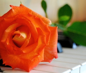 Pianina, Klawiatura, Łososiowa, Róża
