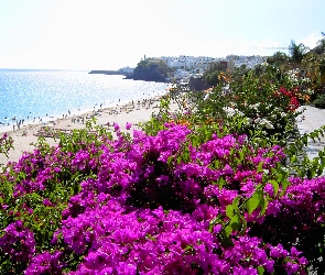 Hiszpania, Kwiaty, Morze, Plaża