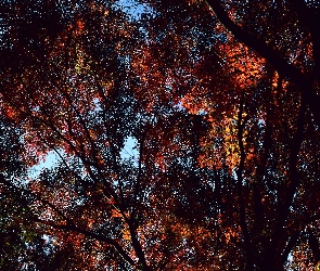 Drzew, Jesień, Korona