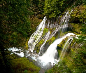 Wodospad Panther Creek Falls, Drzewa, Stany Zjednoczone Las, Stan Waszyngton