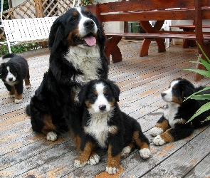 Trzy, Małe, Berneński Pies Pasterski
