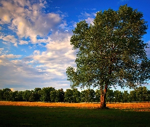 Dąb, Chmury, Drzewo