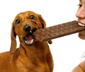 Jamnik krótkowłosy, Kobieta, Pies, Czekolada