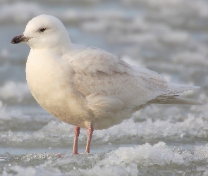 Mewa Polarna, Śnieg