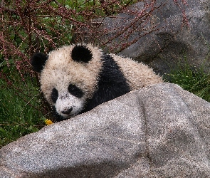Kamień, Panda