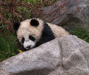 Panda, Kamień