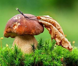 Liść, Trawa, Grzyb